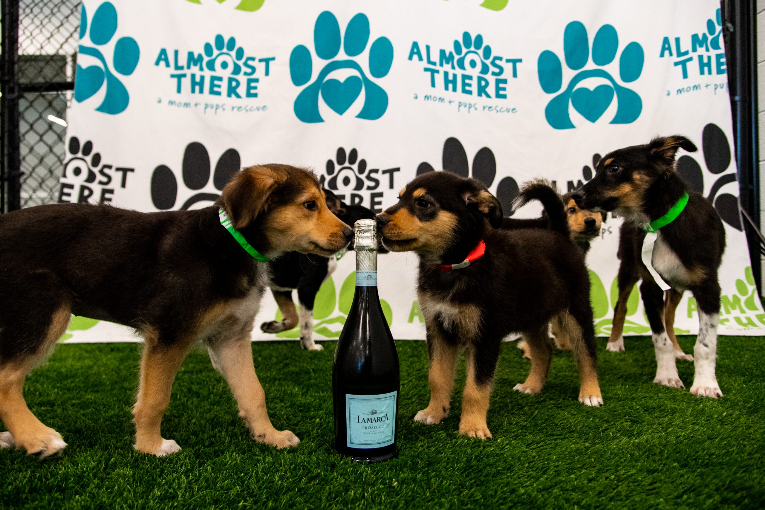 Puppies, Pilates and Prosecco